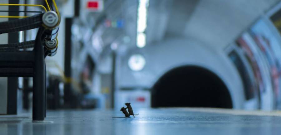 Pelea de dos ratones por unas migas en el metro, premiada fotografía