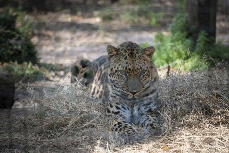 Un "terrible error" de un zoo de Florida causó que un jaguar mate a otro