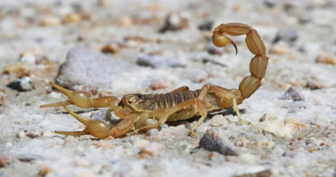 ¡Cuidado! Avistamiento de alacranes aumenta en temporada de calor