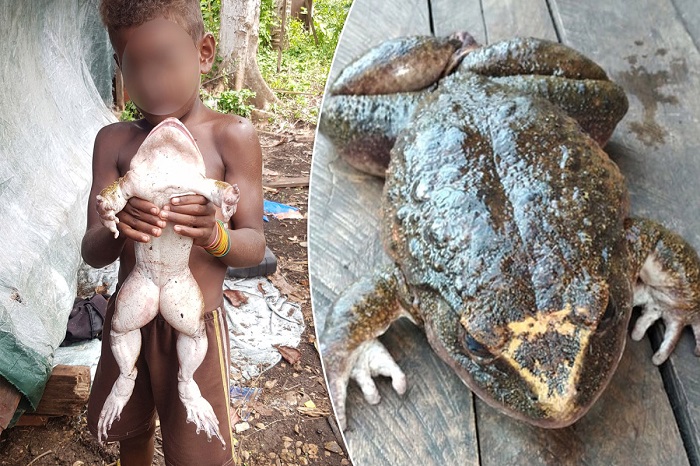 Encuentran rana gigante; mide igual que un bebé humano