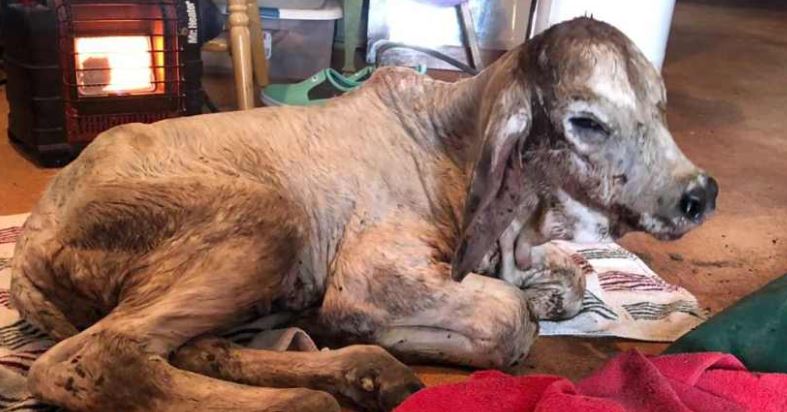 Animales congelados y falta de agua en Texas