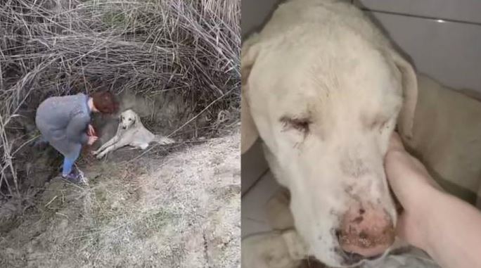 (VÍDEO) España: Rescatan a perrito que fue enterrado vivo