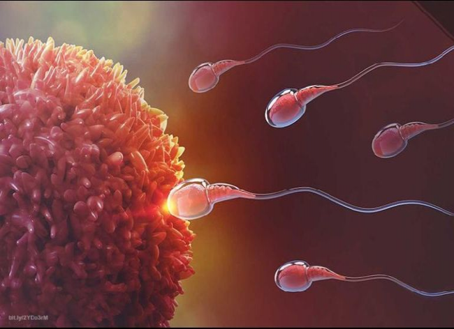 La UNAM estudia espermatozoide en 3D para mejorar la fecundación