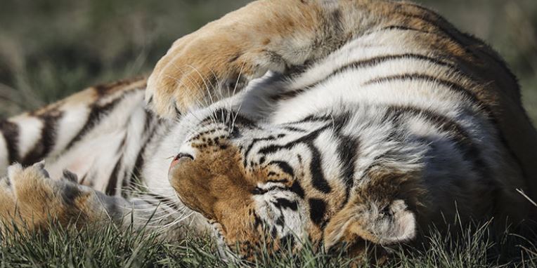 EE.UU.: Tigresa en zoológico de Nueva York da positivo a Covid-19