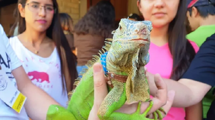 Una iguana fue el atractivo en el Festival de Insectos y Arácnidos