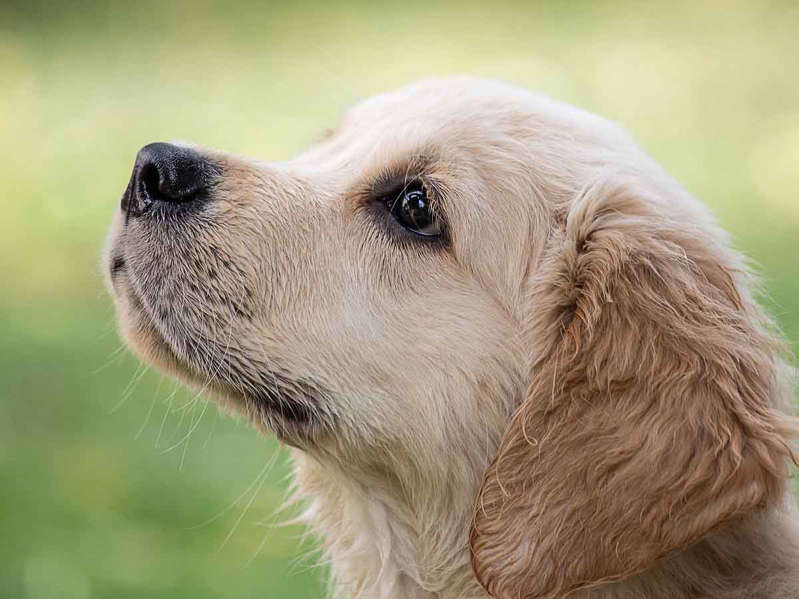 Así ayudan perros 'terapeutas' a calmar a pacientes y médicos