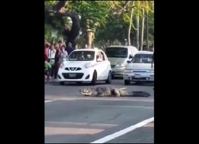 Cocodrilo interrumpe el tránsito de vehículos en avenida de Tampico