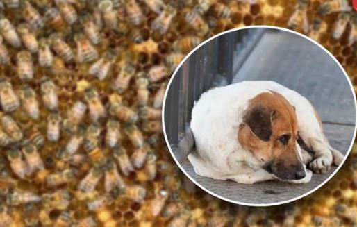 Durango: Abuelo muere al tratar de rescatar a su perro de enjambre de abejas