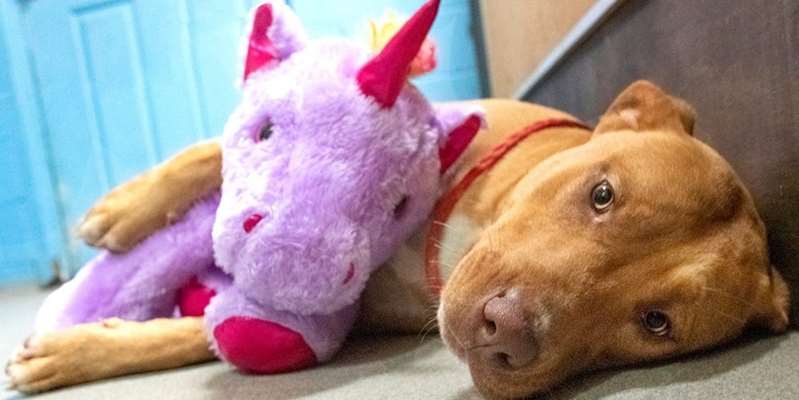 Perro callejero se robó un peluche de unicornio 5 veces