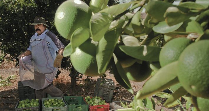 Empresa apuesta por el negocio del limón en Yucatán para internacionalizarlo