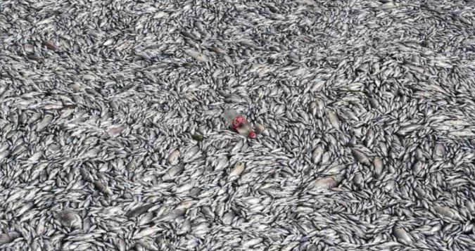 “Marea de peces muertos” deja en emergencia ciudad portuaria de Grecia