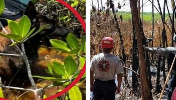 Detienen a padre de Iris; no se perdió, fue abandonada en una selva donde sobrevivió 7 días