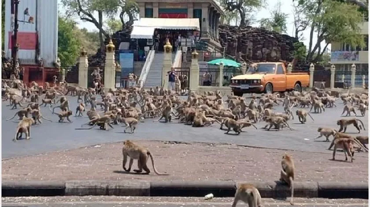 Monos se pelean por un solo plátano ante ausencia de turistas por coronavirus