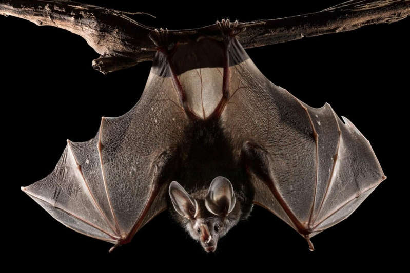EE.UU.: Buscan a quienes tuvieron contacto con murciélago rabioso en zoológico