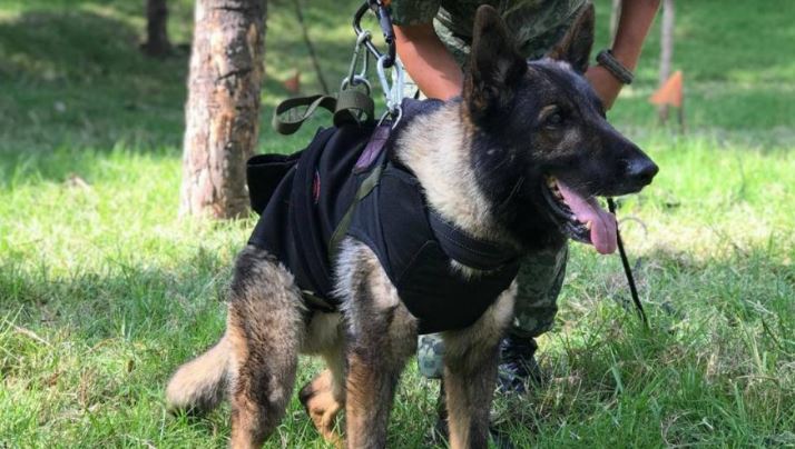 Estambul: Harán un monumento a Proteo, perro mexicano rescatista que murió en Turquía