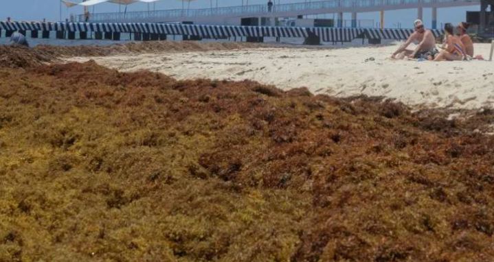 Yucatán: Toneladas de sargazo invaden las costas entre Sisal y Dzilam de Bravo