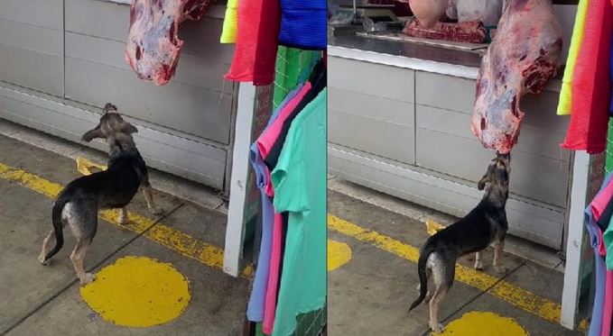 (VIDEO) Cachan a perrito cuando "robaba" en una carnicería