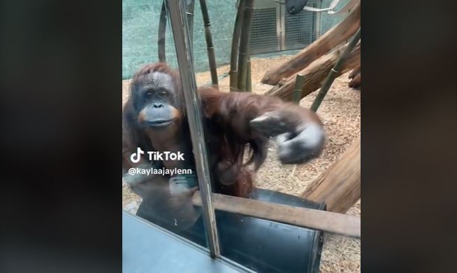 (VÍDEO) Orangután pide a una visitante del zoológico que le muestre a su bebé