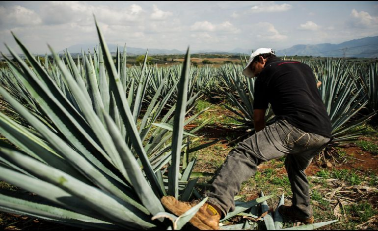 La Unión Europea protege el tequila de México