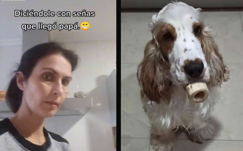 Perrito sordo se vuelve viral en TikTok por entender la lengua de señas