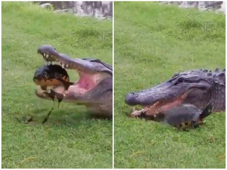 VIDEO: Tortuga huye de cocodrilo que intentó devorarla