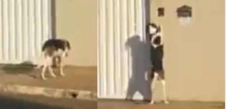 (VIDEO) Chistoso pero molestoso: Un can toca el timbre de los vecinos
