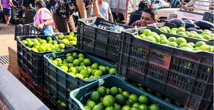 Reportan jornada de elevada demanda de limón persa en Oxkutzcab
