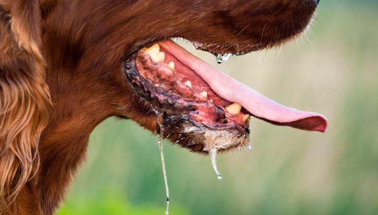 Veterinaria: ¡Cuidado! La saliva de perro puede contagiarte varias enfermedades