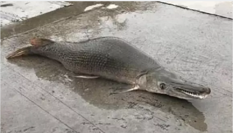 Pánico en el sur de China por un pez 'monstruoso'