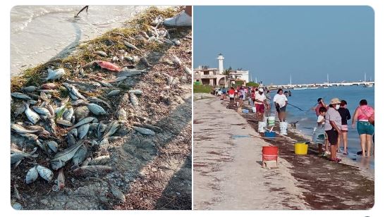 Yucatán: Cuáles son los riesgos de consumir mariscos recalados por Marea Roja