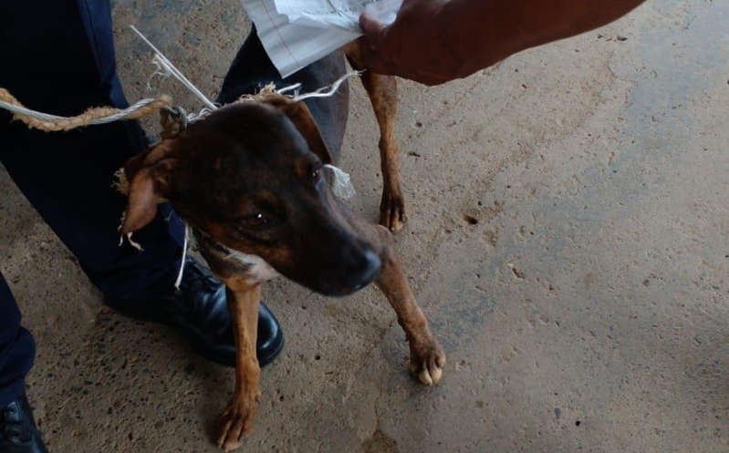 ¡Insólito! "Detienen" a perro que transportaba correo en cárcel de Panamá