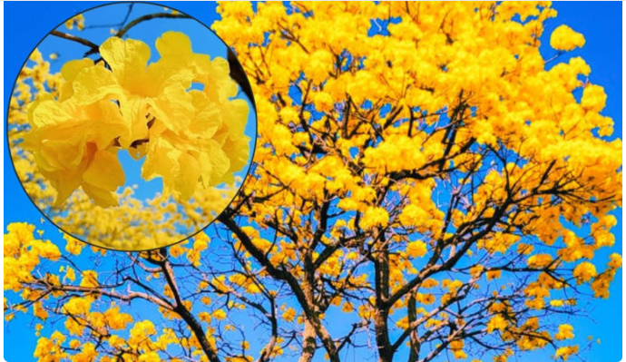 El árbol que crece en Yucatán y es más hermoso que las jacarandas de CDMX