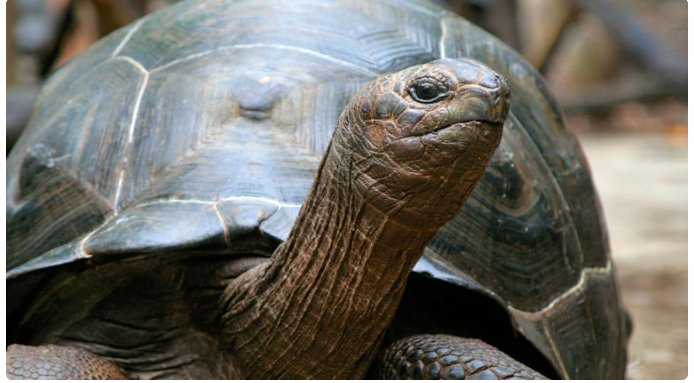 La tortuga gigante de Galápagos se convierte en madre a los 97 años