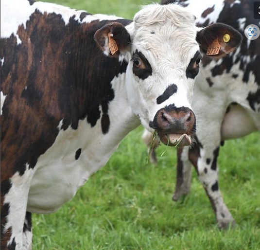 Joven sorprendido teniendo relaciones con una vaca afronta posible condena