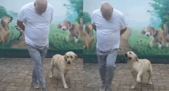 (VÍDEO) "Perrito chambelán" muestra sus pasos de vals para fiestas de XV años