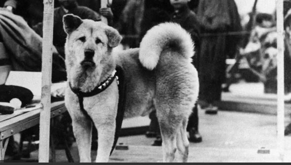 Este año se conmemora el centenario de la historia de Hachiko, el "perro más fiel del mundo"