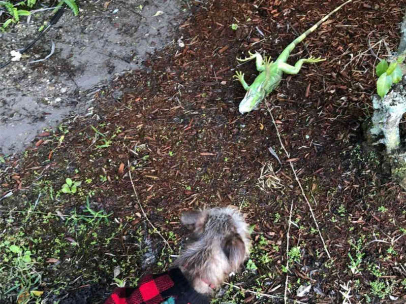 Iguanas caen 'congeladas' de árboles en Florida por el frío inusual