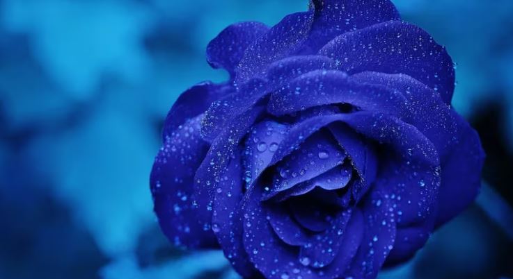 Día del Novio, la celebración no oficial en la que los hombres reciben flores azules