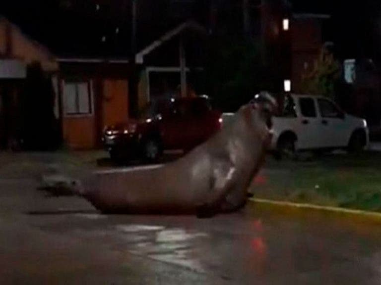 VIDEO: Elefante marino es captado paseando en calles de Chile