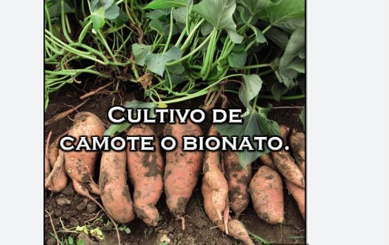 Boniato o camote: el alimento saciante, antioxidante y antiinflamatorio