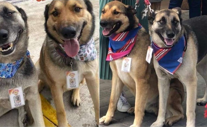 Edomex: Adoptan a perritos callejeros y los ponen a trabajar como meseros