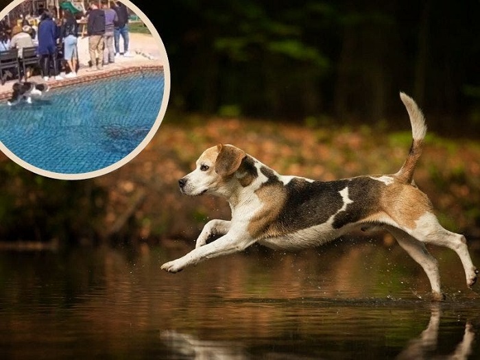 VIDEO: Perrito atraviesa una alberca corriendo sobre el agua por la inercia