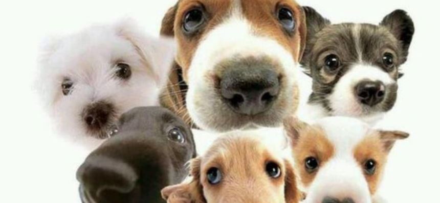 Estudio: Las 4 razas de perros que más años viven