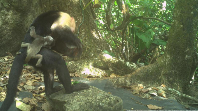 Panamá: Científicos graban a varios monos capuchinos robando las crías de otras especies