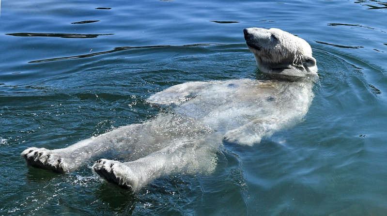 Ejérctio danés condena a muerte a oso polar por 'problemático'