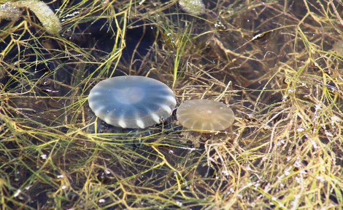Peligrosas medusas invaden la ciénega de Progreso y áreas de Chelem