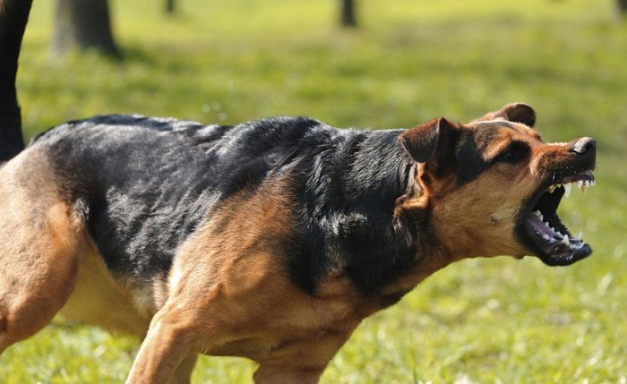 Mérida: Golpea a su mujer, a su suegra y mata a la perrita que intentaba defenderlas