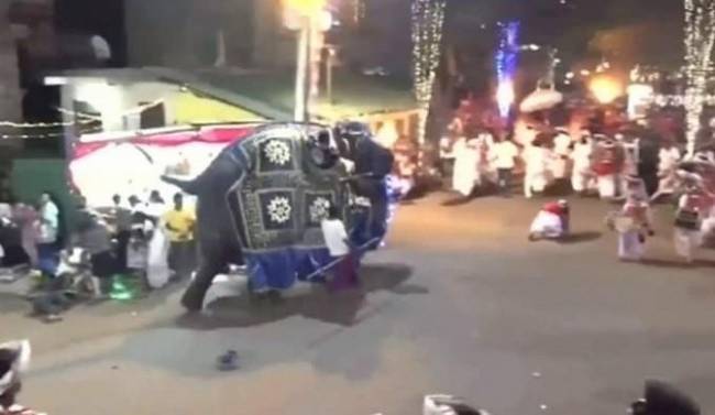 (VIDEO) Elefante enloquece en desfile y deja 18 heridos