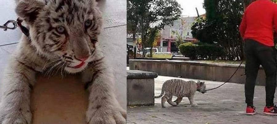 SLP: Tenía como mascotita a un cachorro de tigre siberiano