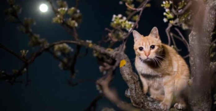 Biólogo eliminar a los gatos de las calles ¿Representan peligro?